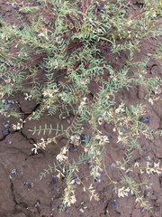 Astragalus tenellus