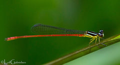 Argiocnemis rubescens