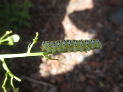 Cucullia canariensis