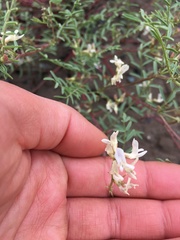 Astragalus tenellus