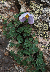 Paraquilegia anemonoides