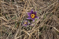 Pulsatilla chinensis