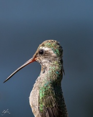 Cynanthus latirostris