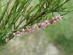 Tamarix parviflora