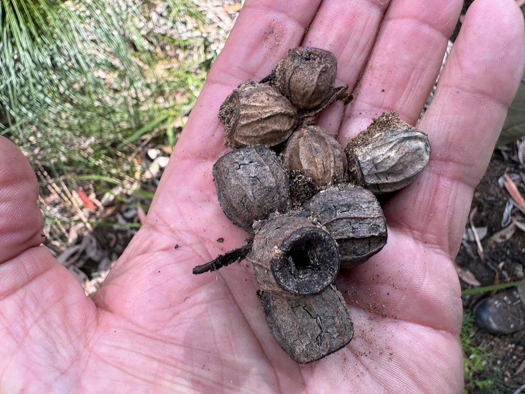 Needlebark Stringybark from Palmtree QLD 4352, Australia on July 13 ...
