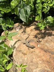 Podarcis muralis maculiventris