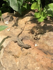 Podarcis muralis maculiventris