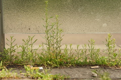 Lepidium ruderale