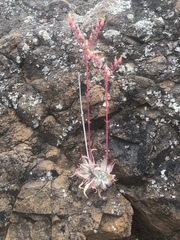 Dudleya saxosa collomiae