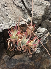 Dudleya saxosa collomiae