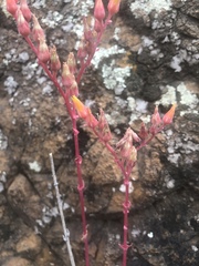 Dudleya saxosa collomiae