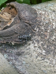 Xylotrechus rusticus