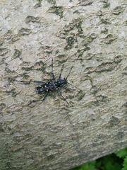 Xylotrechus rusticus