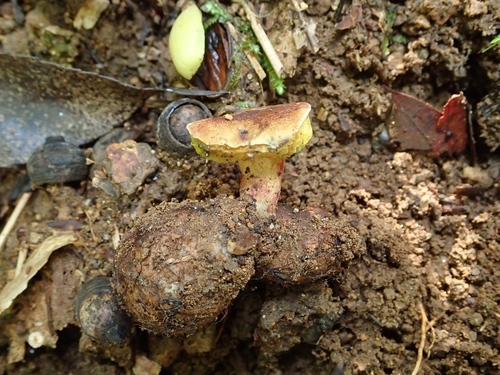 Pseudoboletus astraeicola