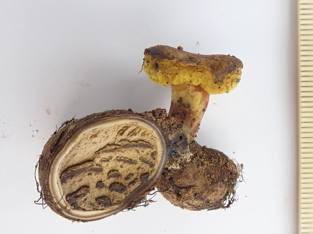 Pseudoboletus astraeicola
