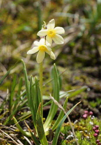 Primula orbicularis