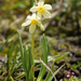 Primula orbicularis - Photo (c) qianli_feng, some rights reserved (CC BY-NC), uploaded by qianli_feng