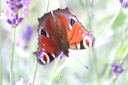 Aglais io