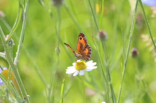 Pyronia tithonus
