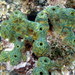 Pitted Sponge - Photo (c) Callie, some rights reserved (CC BY-NC), uploaded by Callie