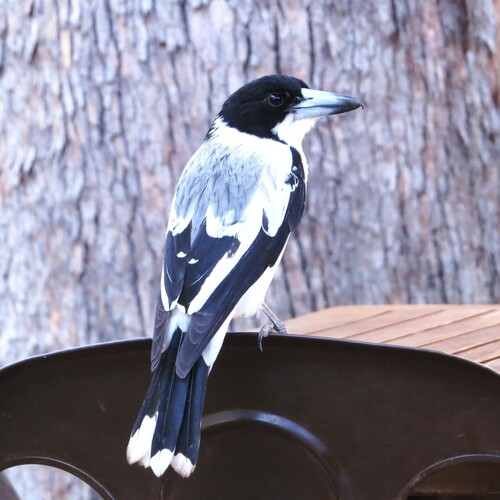 Silver-backed Butcherbird (Cracticus argenteus), photo 4