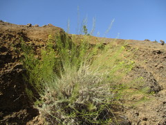 Descurainia gonzalezii