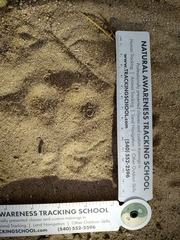 Tamias striatus