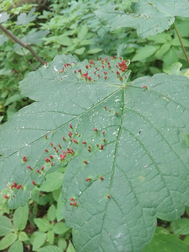 Maple gall mite