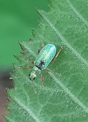 Polydrusus pterygomalis