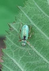 Polydrusus pterygomalis