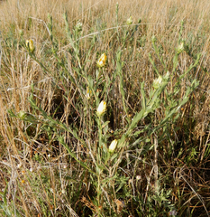 Xanthisma texanum drummondii