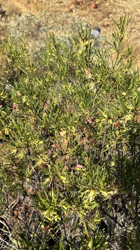 crimson turkey bush