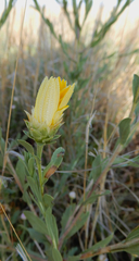 Xanthisma texanum drummondii