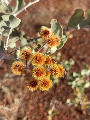 Corky Kanji (Acacia inaequilatera)