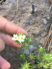 Leptosiphon nuttallii pubescens