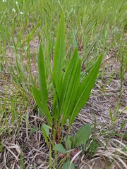 Liatris aspera
