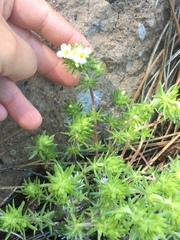 Leptosiphon nuttallii pubescens