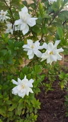 Gardenia
