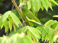 Brotogeris versicolurus