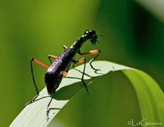 Neocollyris
