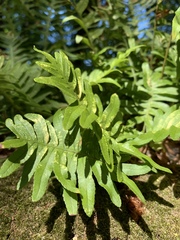 Polypodium vulgare