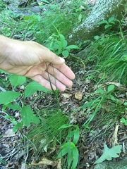 Melica mutica