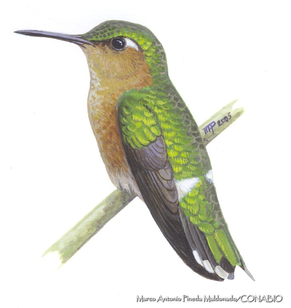 Tilmatura
