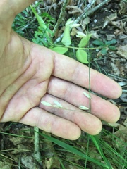 Melica mutica