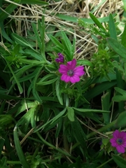 Geranium sanguineum