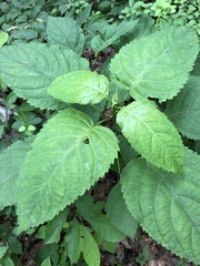 Collinsonia canadensis