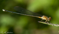 Pseudagrion pilidorsum