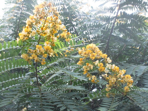 whitebark senna