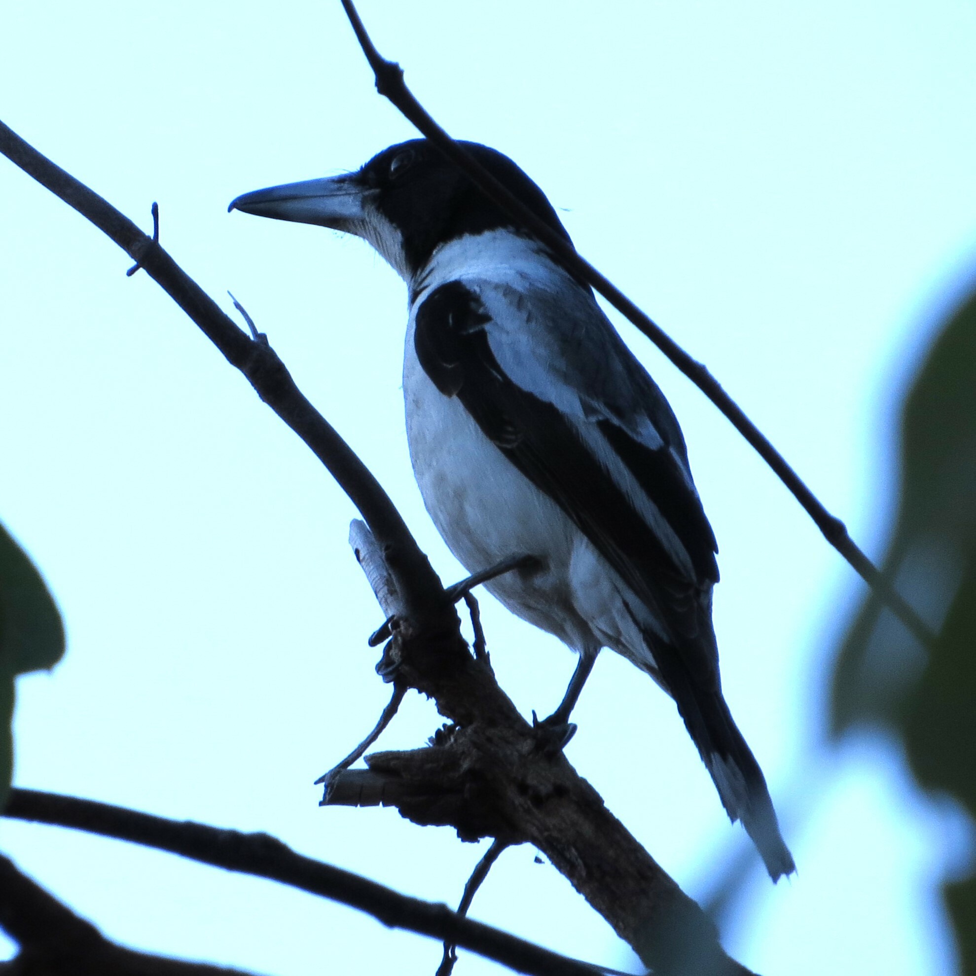Silver-backed Butcherbird illustration