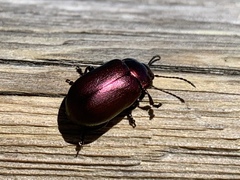 Chrysolinina